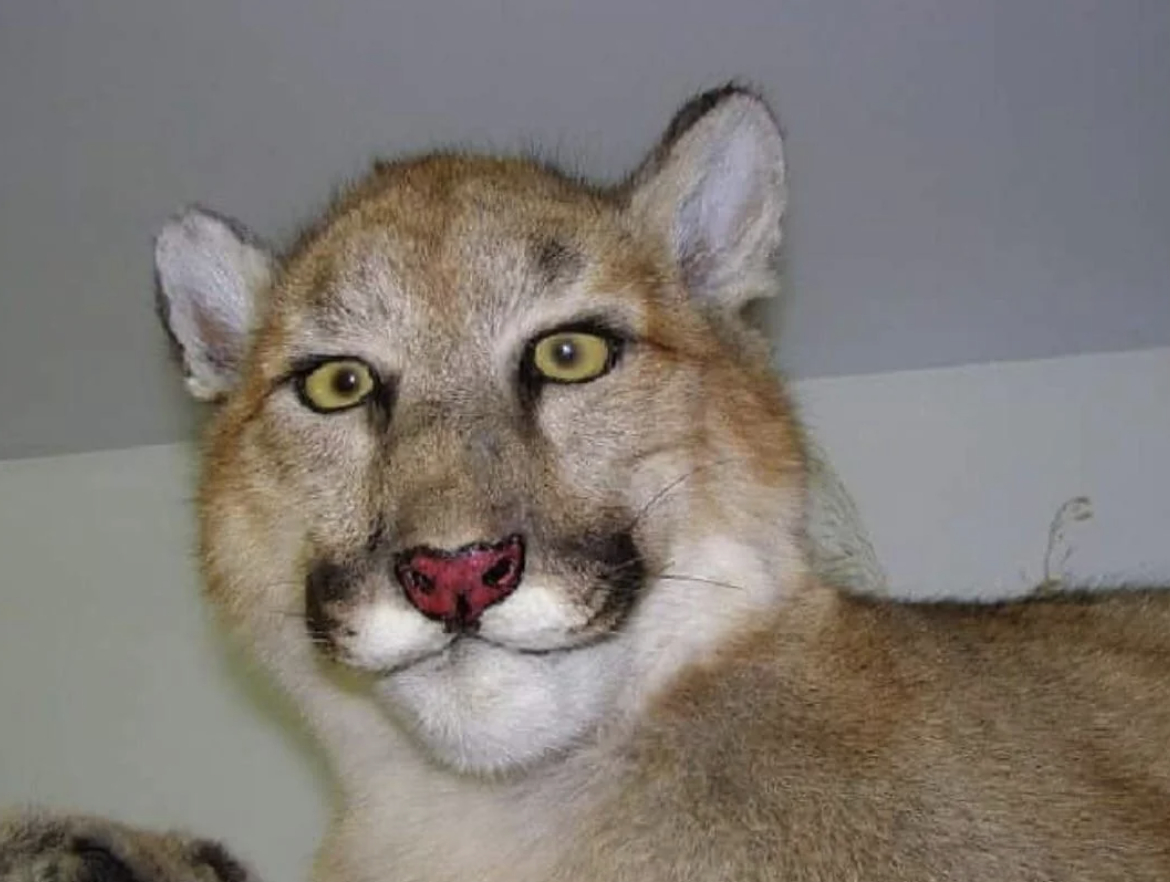 19 Funny, Terrible and Nightmare-Inducing Taxidermies